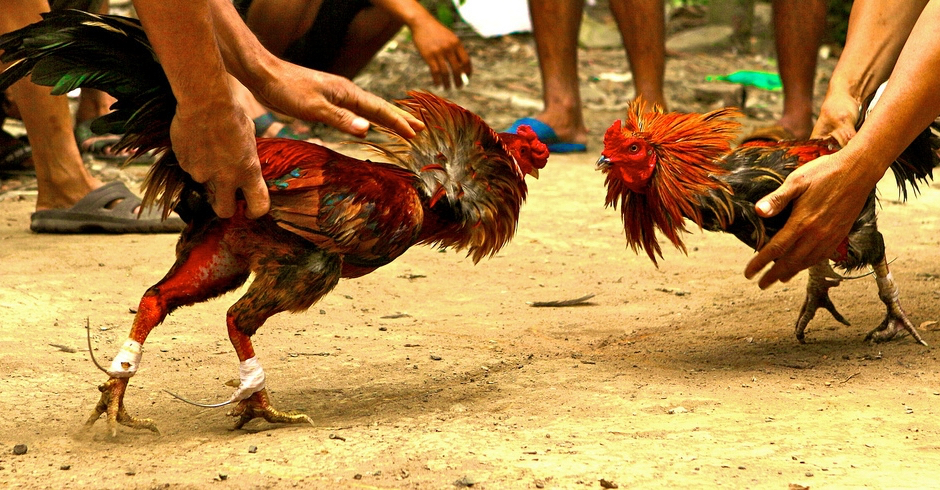 Detienen a 200 personas durante pelea de gallos en España Detienen a 200 personas durante pelea de gallos en España