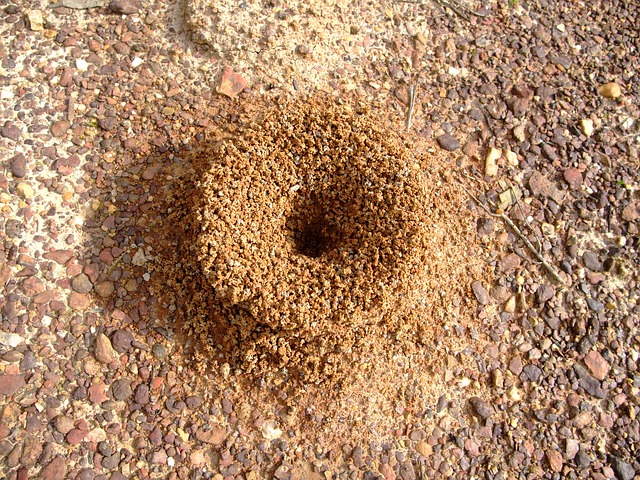 Karıncaların Yapıları