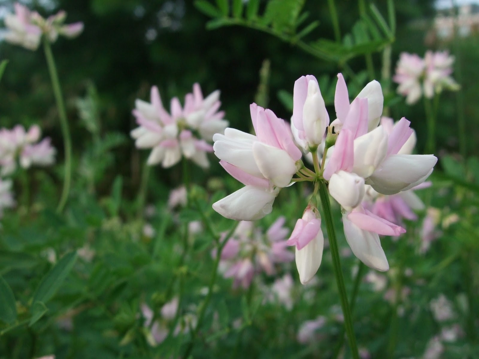 Hearth and Hedge: Crown Vetch (Toxic)