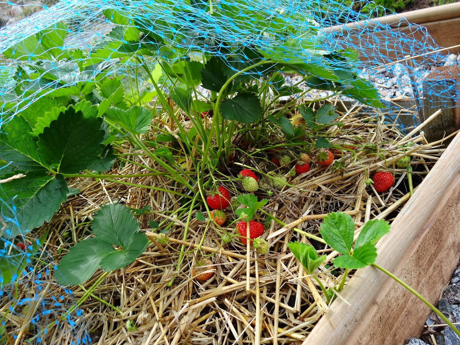 Dagens+sk%C3%B6rd+(8) - Dagens skörd