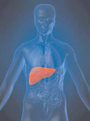 thalassaemia liver hepatitis talasemia hati hepatitis