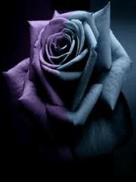 LAP TOP VALLEY: Purple Roses - Wallpaper