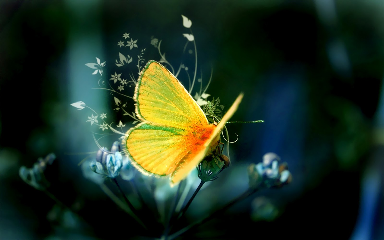 http://4.bp.blogspot.com/-typja3pjg8U/UER5nCkByHI/AAAAAAAAF2E/nIdtHy6dB1U/s1600/hd-vlinder-achtergrond-met-een-mooie-gele-vlinder-op-een-bloem-hd-vlinder-wallpaper-foto.jpg