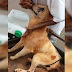 Menor é detido suspeito de arrastar cão amarrado em moto