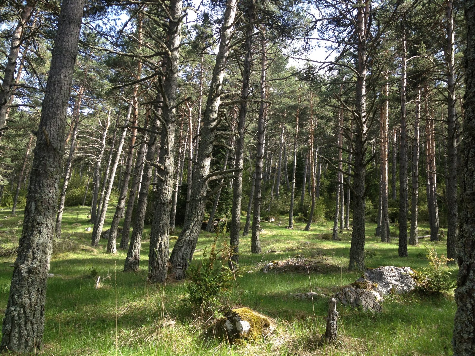 Белорусский лес фото