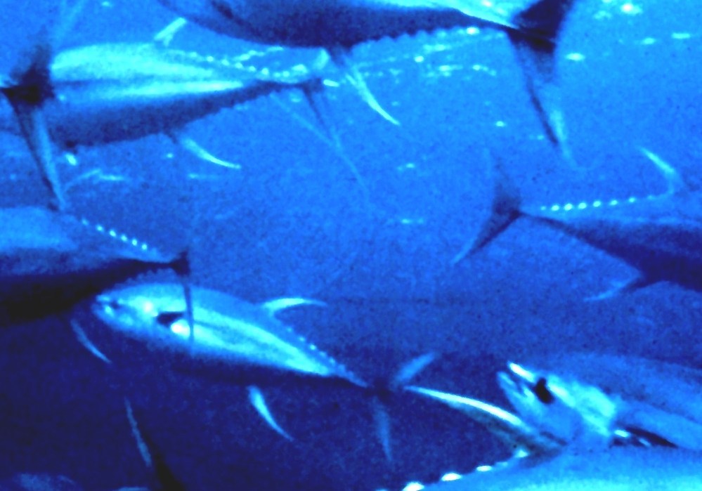 Longline Fishing Tuna Fish Wiki