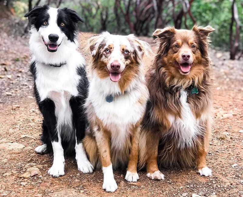 All About The Australian Shepherd Dog All About The Australian Shepherd Dog