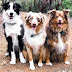 All About The Australian Shepherd Dog