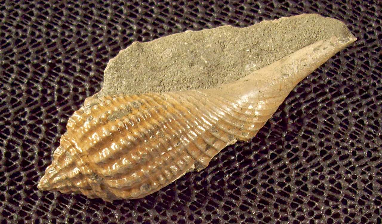 cretaceous period fossils