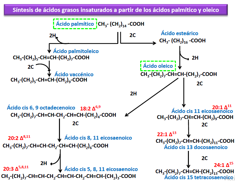 Síntesis de ácidos grasos