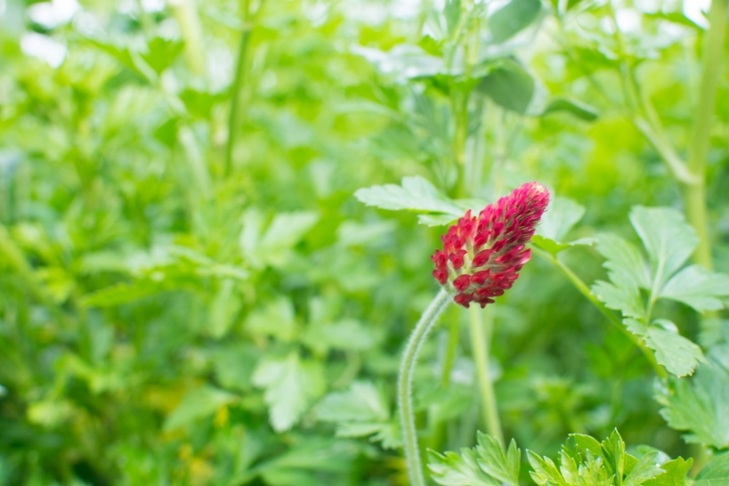Land Cress