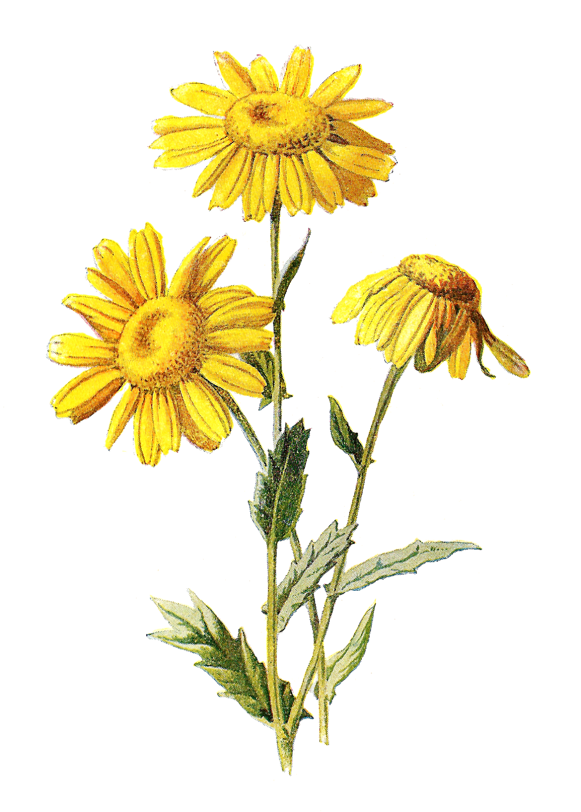 free flower illustration clipart - photo #2