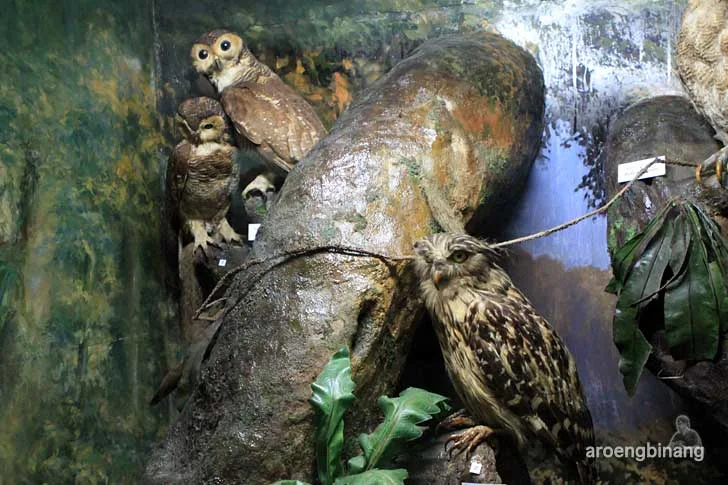 burung hantu ketupa serak hutan museum zoologi bogor
