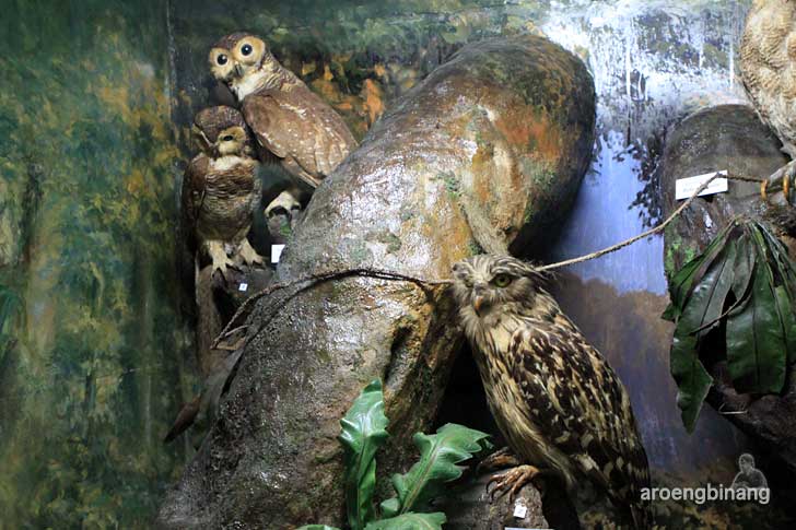 burung hantu ketupa serak hutan museum zoologi bogor