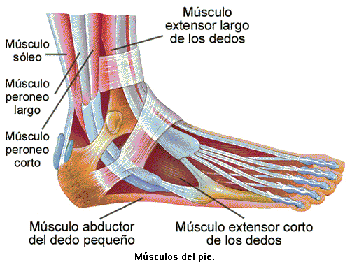 Partes de los musculos del pie