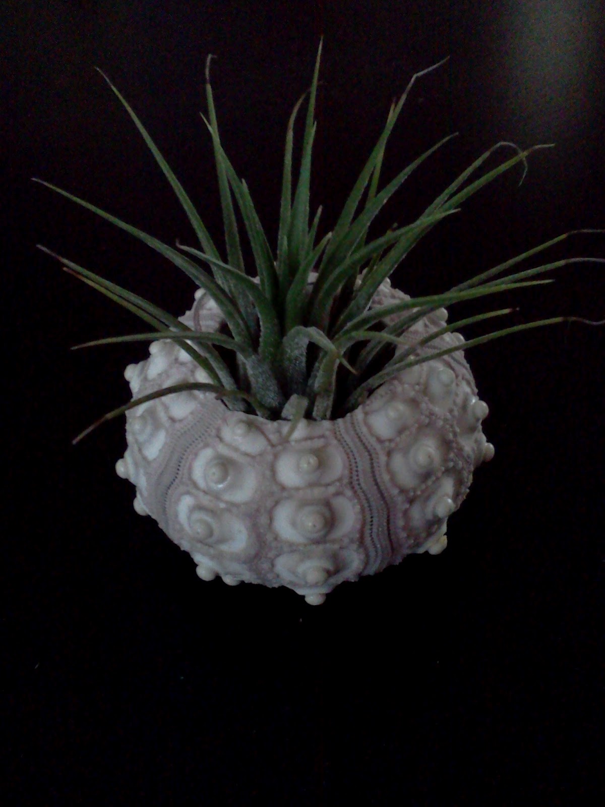 Confetti Monster Schemes: Air Plant Shell Decor DIY (so easy!)