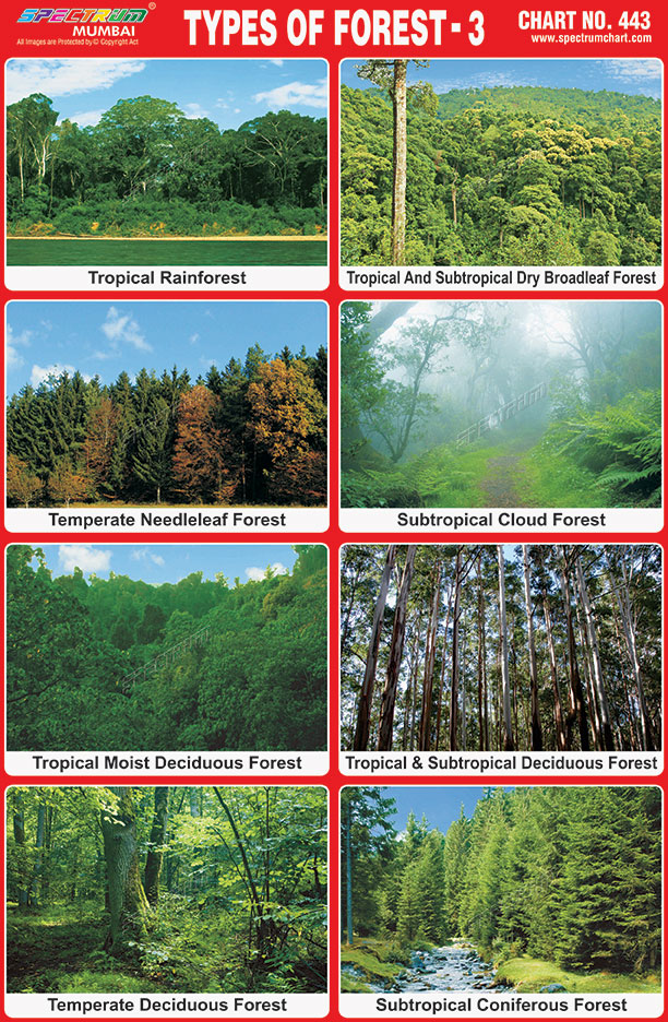 Spectrum Educational Charts: Chart 443 - Types of Forest 3