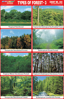 Types of Forest 3 Chart