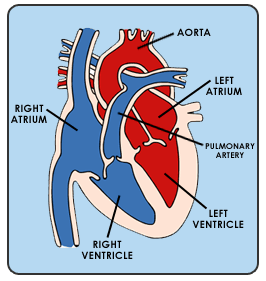 English at Els Pins: The circulatory system II