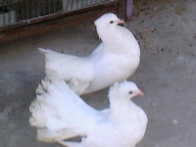 White laka pigeon for sale "BIRDS SELLER ONLY FOR KARACHI"