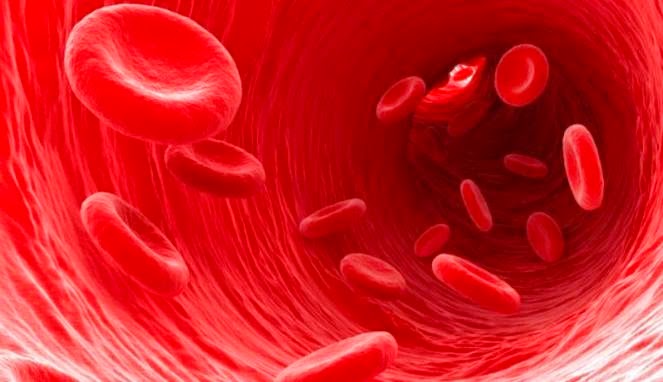 unsur seluler dan plasma darah [ erythrocyte (RBC/SDM), leucocyte (WBC/SDP), trombocyte (platelets)] serta fungsinya pada ternak