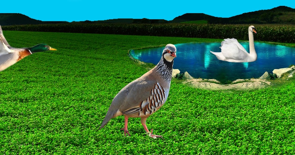 KEKLİK 3K Tavukçuluk