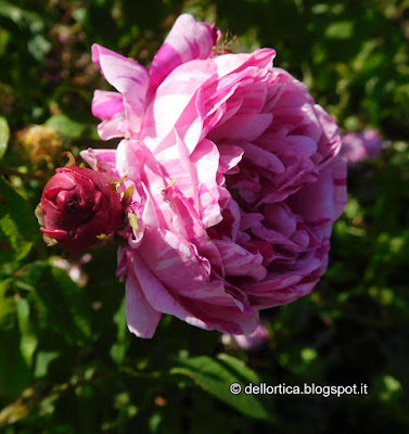 rosa Georges Vibert confetture petali essiccati cinorrodi tisane sali aromatici ghirlande alla fattoria didattica dell'ortica a Savigno Valsamoggia Bologna in Appennino vicino Zocca