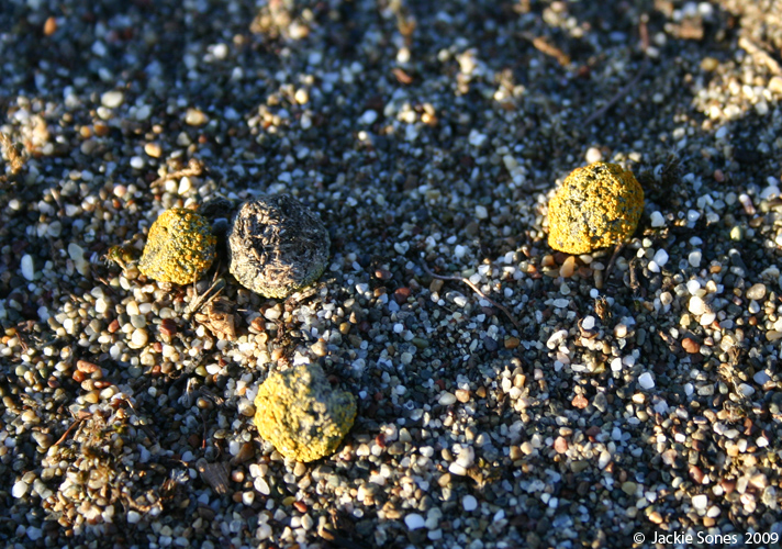 The Natural History of Bodega Head Lichens