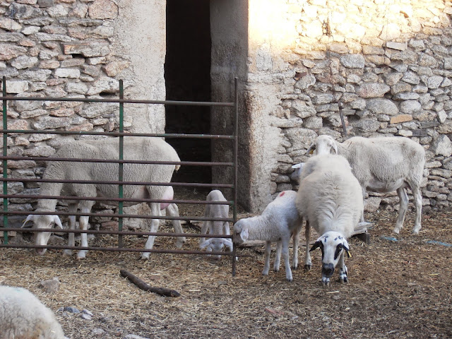 Ovejas con sus corderos en un corral
