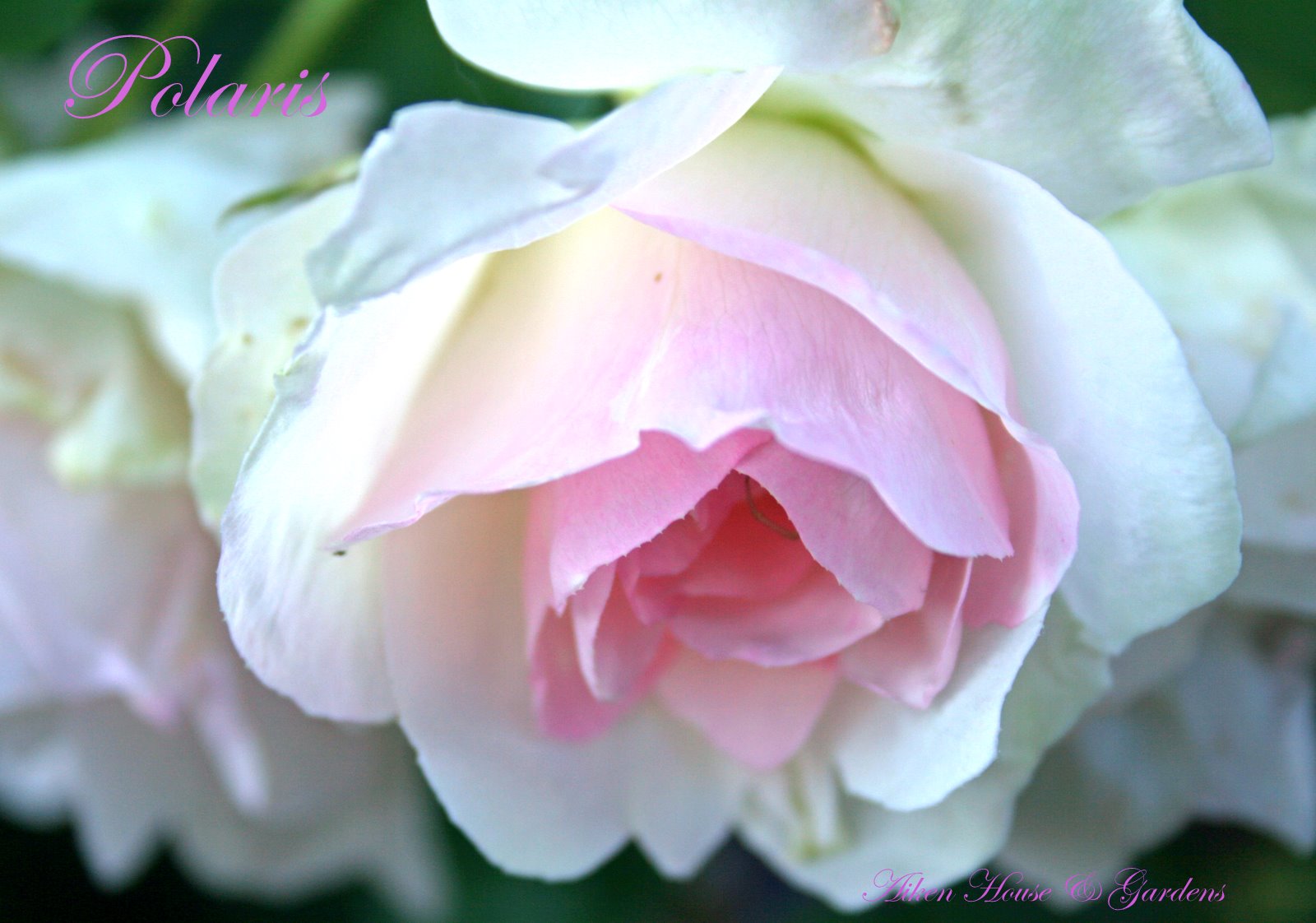 Aiken House & Gardens: Romantic Roses