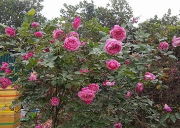 Giống hoa hồng quý- Hồng cổ sapa