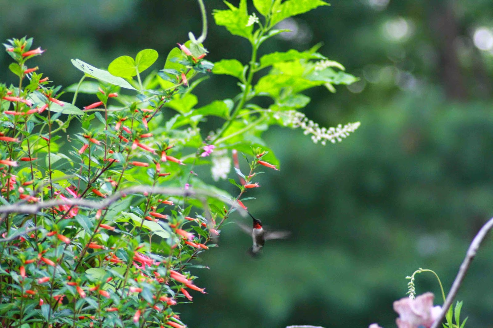 The Baiting Hollow Hummingbird Sanctuary Please print your name at top