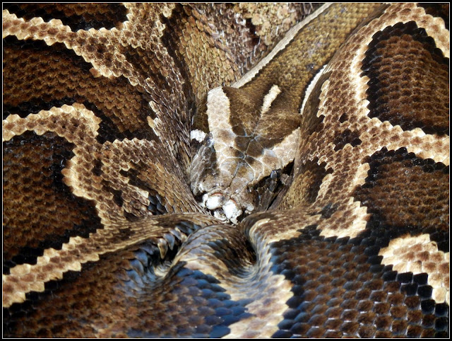 A boa constrictor in the Henry Villa Zoo in Madison, Wisconsin