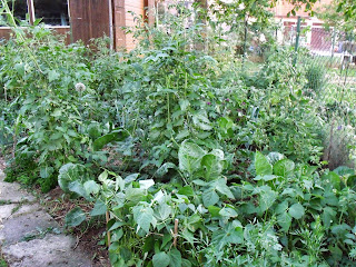 Gemüsegarten im Juli (c) by Joachim Wenk Gemüsegarten im Juli (c) by Joachim Wenk