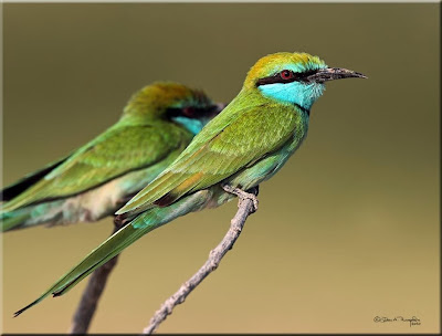 Abejaruco esmeralda Merops orientalis