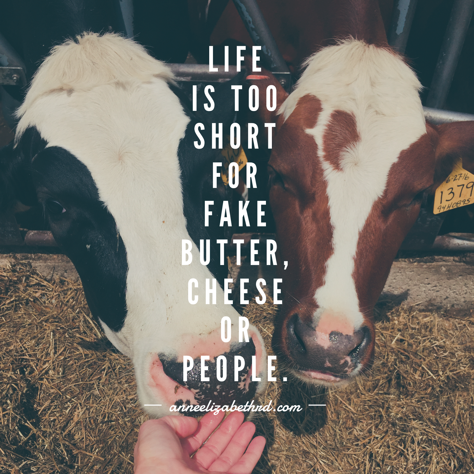 Embrace the Hell Yeah!!! Top 5 Nutrition Noshes and Weekly Dairy Good