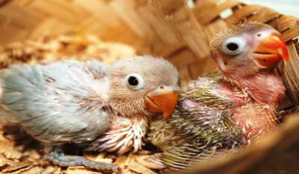 merawat lovebird anakan