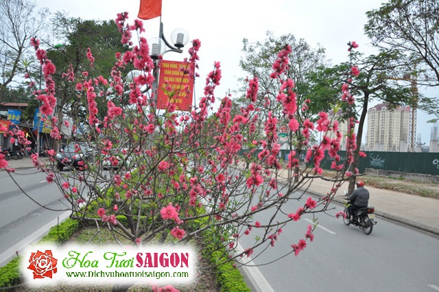 [Image: Ngam-con-duong-hoa-dao-ruc-sac-giua-long-Ha-Noi-1.jpg]