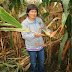 Agricultores de Mocan acusan a empresa HORTUS por mala calidad de maíz