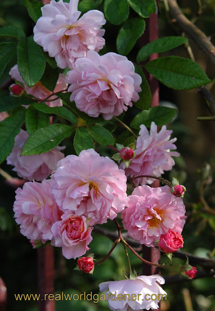 1-Rosa_Cornelius4.JPG