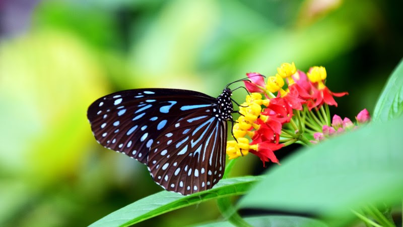 1st Butterfly