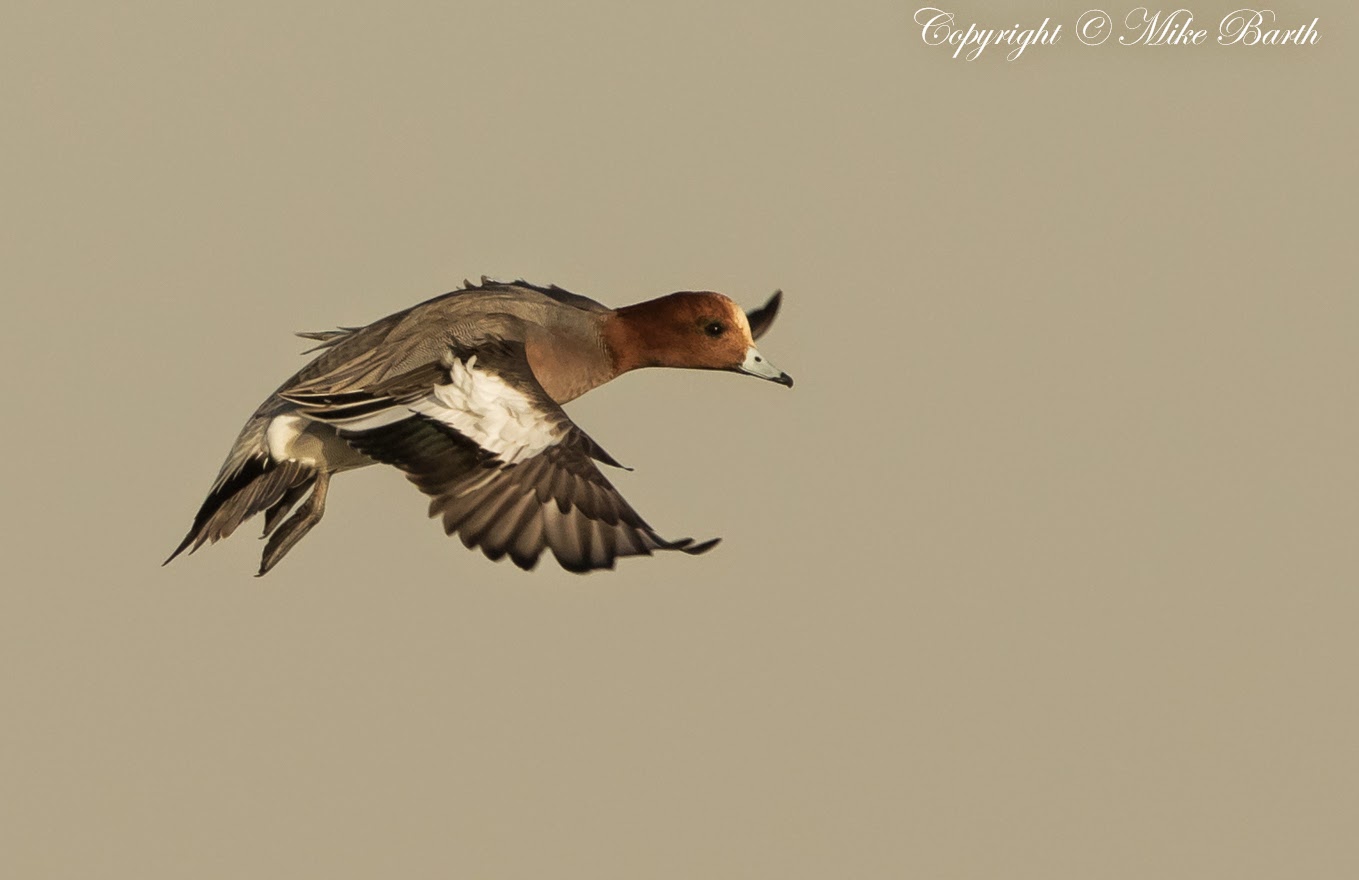 Desert Ducks Focusing on Wildlife