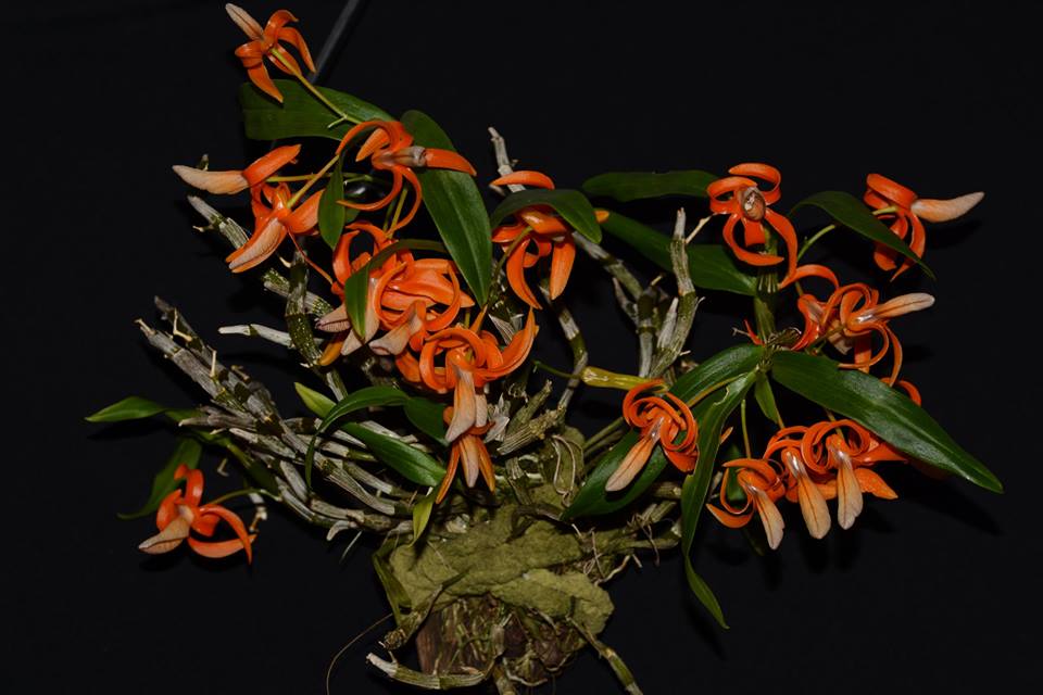 Dendrobium unicum care and culture | Travaldo&rsquo;s blog