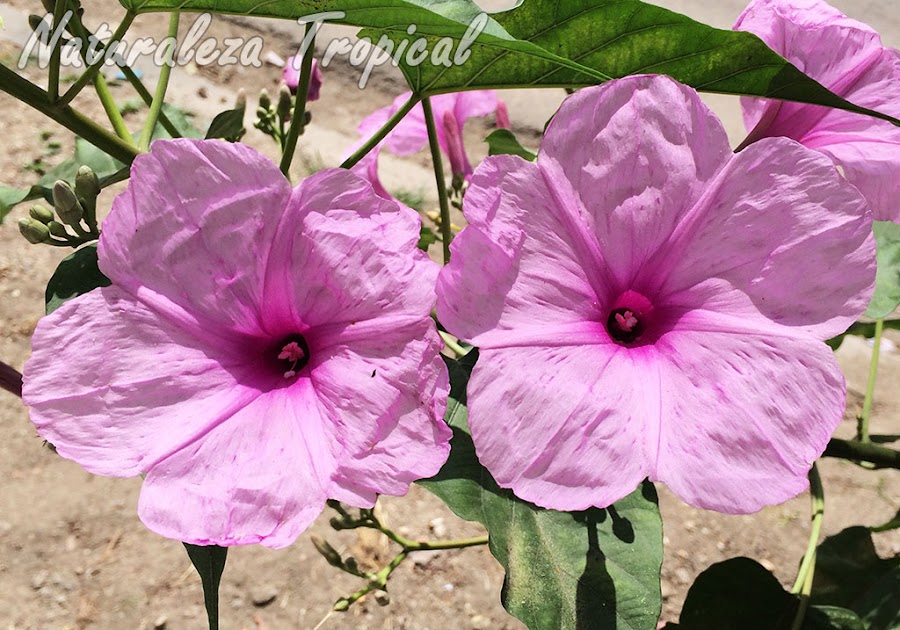 Flores típicas de la Campanita Morada, Ipomoea carnea