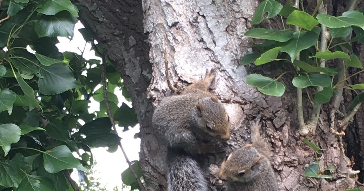 UkrainiYum! SILLY SQUIRRELS . . . and zippy ZUCCHINI