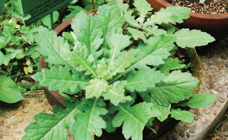 Image Obat Herbal Kutil Dengan Daun Dewa