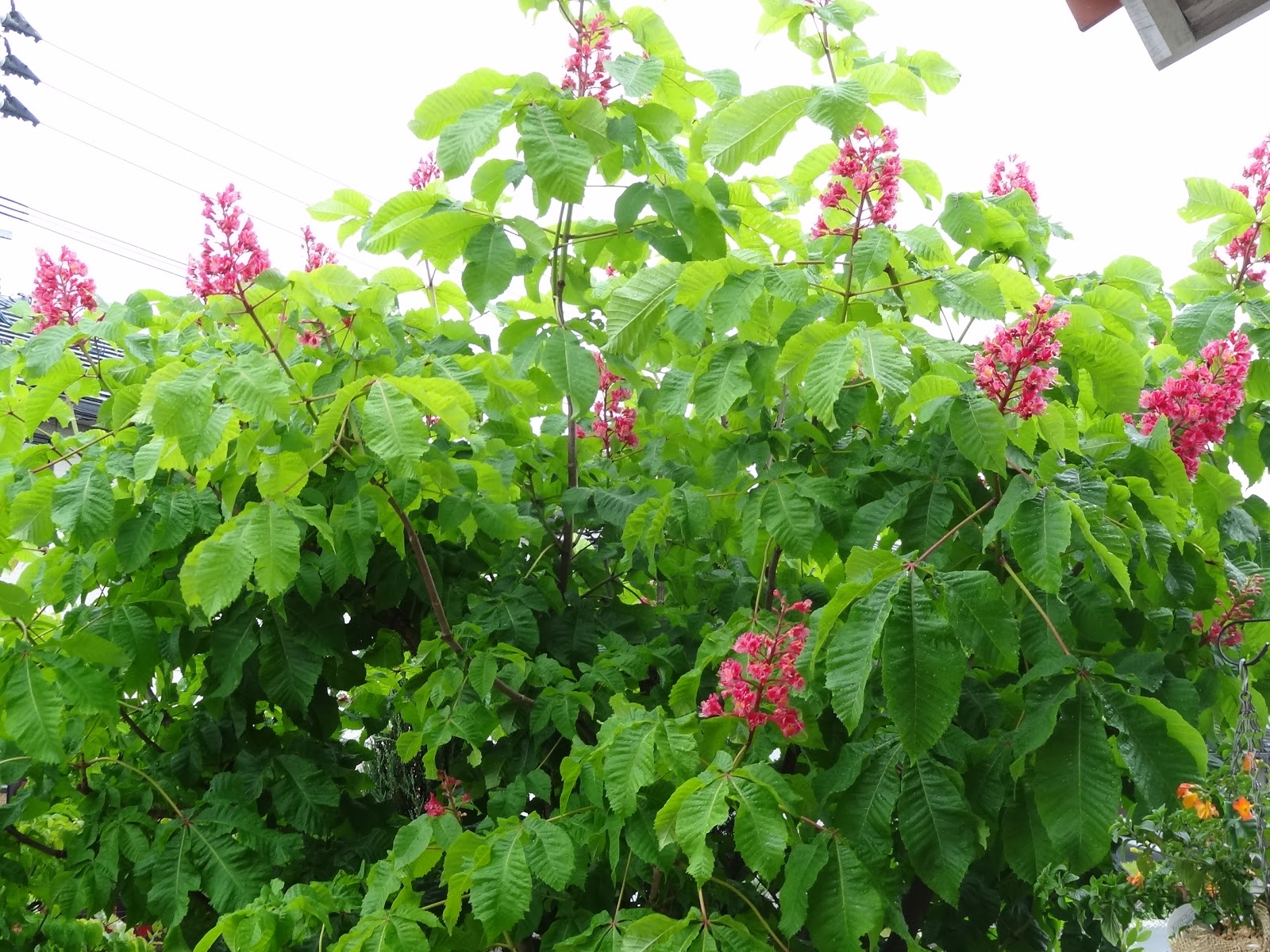 和の花だより マロニエ 優しい色が素敵な紅花栃の木