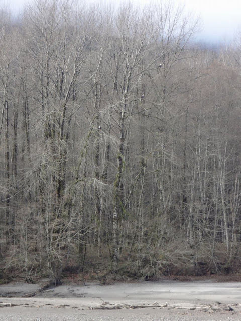 Bald Eagles in a tree, Brackendale, BC