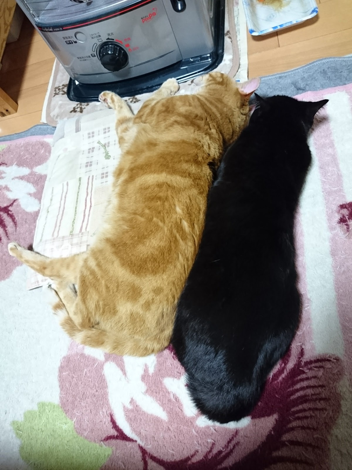 あすきん 奇跡的な仲良し猫