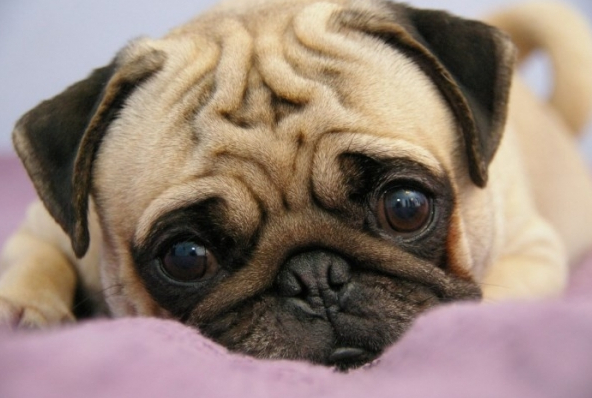 Dog Eye Infection Home Remedy Dog Eye Infection Home Remedy